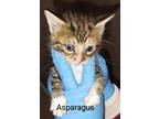 Adopt Asparagus a Domestic Shorthair / Mixed (short coat) cat in Fort Walton