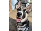 Adopt Loki a Black - with White Husky / Mixed dog in Marshfield, MO (41402036)