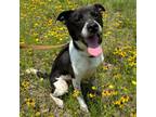 Adopt Denver a Black Labrador Retriever / Mixed dog in Bryan, TX (41323543)