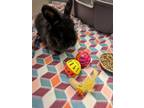 Adopt Skips a Black Other/Unknown / Mixed rabbit in Independence, MO (41401971)