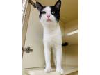 Adopt Robbie (at Petco) a All Black Domestic Shorthair / Mixed Breed (Medium) /