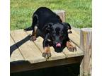 Adopt Pup Tart a Black Mixed Breed (Medium) / Mixed dog in Point Pleasant