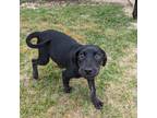 Adopt Lily a Black Hound (Unknown Type) / Mixed Breed (Medium) / Mixed (short