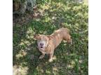 Adopt Hazel a Tan/Yellow/Fawn American Pit Bull Terrier / Mixed dog in Valdosta