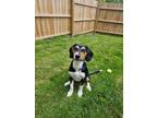 Adopt Ritzy a Beagle / Mixed Breed (Medium) dog in Springdale, PA (41393227)
