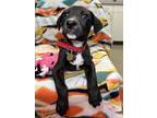 Adopt Pearl a Black Mixed Breed (Large) / Mixed dog in Columbus, OH (41371369)