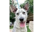 Adopt Loui a White Australian Cattle Dog / Mixed dog in Houston, TX (41189550)