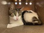 Adopt 55872750 a White Domestic Shorthair / Domestic Shorthair / Mixed cat in
