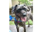 Adopt Chloe Grace a Black Schnauzer (Miniature) / Mixed dog in Houston
