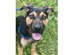 Adopt Nyla a Black Rottweiler / Mixed dog in Houston, TX (41238652)