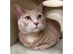 Adopt Peach a Orange or Red Domestic Shorthair / Domestic Shorthair / Mixed cat