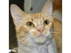 Adopt Astra a Orange or Red Domestic Shorthair / Domestic Shorthair / Mixed cat