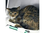 Adopt Megara a Orange or Red Domestic Shorthair / Domestic Shorthair / Mixed cat