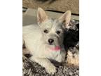 Adopt ButterCream a White Terrier (Unknown Type, Small) / Mixed dog in Fresno
