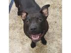 Adopt Aurora a Black American Pit Bull Terrier / Mixed Breed (Medium) / Mixed