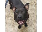 Adopt Aurora a Black American Pit Bull Terrier / Mixed dog in Lancaster