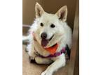 Adopt Spirit a White Eskimo Dog / Eskimo Spitz / Mixed dog in Colorado Springs