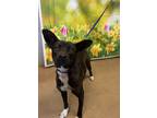 Adopt Anna* a Black Mixed Breed (Medium) / Mixed Breed (Medium) / Mixed (short