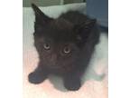 Adopt 655919 a All Black Domestic Shorthair / Domestic Shorthair / Mixed cat in