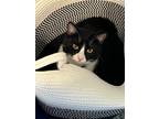 Adopt Mila a Black & White or Tuxedo Domestic Shorthair / Mixed (short coat) cat