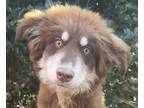 Adopt Panda Paws Padma a Brown/Chocolate Great Pyrenees / Husky dog in