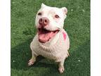 Adopt Bella-$75 Adoption Fee! Diamond Dog! a White Pit Bull Terrier / Mixed dog