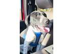 Adopt Belle a Black - with Gray or Silver Blue Heeler dog in Oakwood