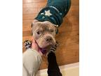 Adopt Rosé a Red/Golden/Orange/Chestnut - with White American Pit Bull Terrier