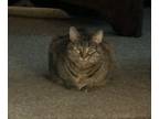 Adopt Ellie a Gray, Blue or Silver Tabby Tabby / Mixed (short coat) cat in
