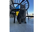 Adopt Mimis a Gray, Blue or Silver Tabby Tabby / Mixed (short coat) cat in