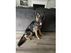 Adopt Milo a Black - with Tan, Yellow or Fawn German Shepherd Dog / Mixed dog in