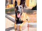 Adopt Tri Tip a Belgian Malinois / Mixed dog in Oakland, CA (41201313)