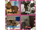 Adopt The Office Litter a White (Mostly) American Shorthair / Mixed cat in