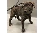 Adopt TORNADO a Shepherd (Unknown Type) / American Staffordshire Terrier / Mixed