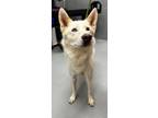 Adopt STAR a Husky / Mixed dog in Midwest City, OK (41401810)