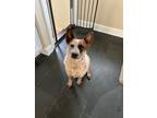 Adopt Dixie a White - with Red, Golden, Orange or Chestnut Australian Cattle Dog