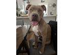 Adopt Lola a Tan/Yellow/Fawn - with White American Pit Bull Terrier / Mutt /