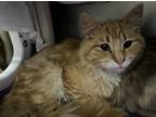 Adopt Chester a Orange or Red Domestic Mediumhair / Domestic Shorthair / Mixed