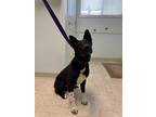 Adopt Valentina a Black - with White Mutt / Mixed dog in Hornbrook