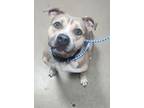 Adopt Sunny a Tan/Yellow/Fawn American Pit Bull Terrier / Mixed Breed (Medium) /