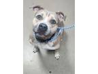 Adopt Sunny a Tan/Yellow/Fawn American Pit Bull Terrier / Mixed dog in