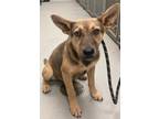 Adopt JONAH a German Shepherd Dog / Mixed dog in Midwest City, OK (41401809)