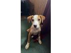 Adopt Amelia - Adoptable a Terrier (Unknown Type, Small) / Mixed Breed (Medium)