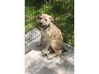 Adopt Dante a Tan/Yellow/Fawn Boxer dog in Grand Rapids, MI (41398987)