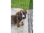 Adopt Barratt a Brindle Mixed Breed (Medium) dog in Grand Rapids, MI (41398994)