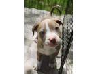 Adopt Brooks a Mixed Breed (Medium) / Mixed dog in Grand Rapids, MI (41398993)