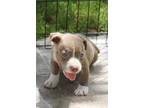Adopt Blair a Mixed Breed (Medium) / Mixed dog in Grand Rapids, MI (41398989)