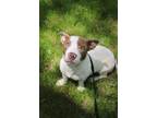 Adopt Audrey a White - with Brown or Chocolate Mixed Breed (Medium) / Mixed dog