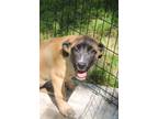 Adopt Dorothy a Tan/Yellow/Fawn Boxer dog in Grand Rapids, MI (41398986)
