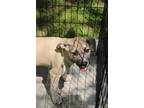 Adopt Destiny a Tan/Yellow/Fawn Boxer dog in Grand Rapids, MI (41398985)